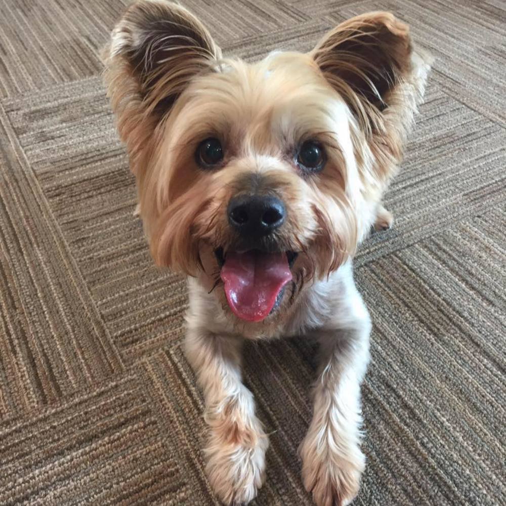 Meet your Posher, Alicia